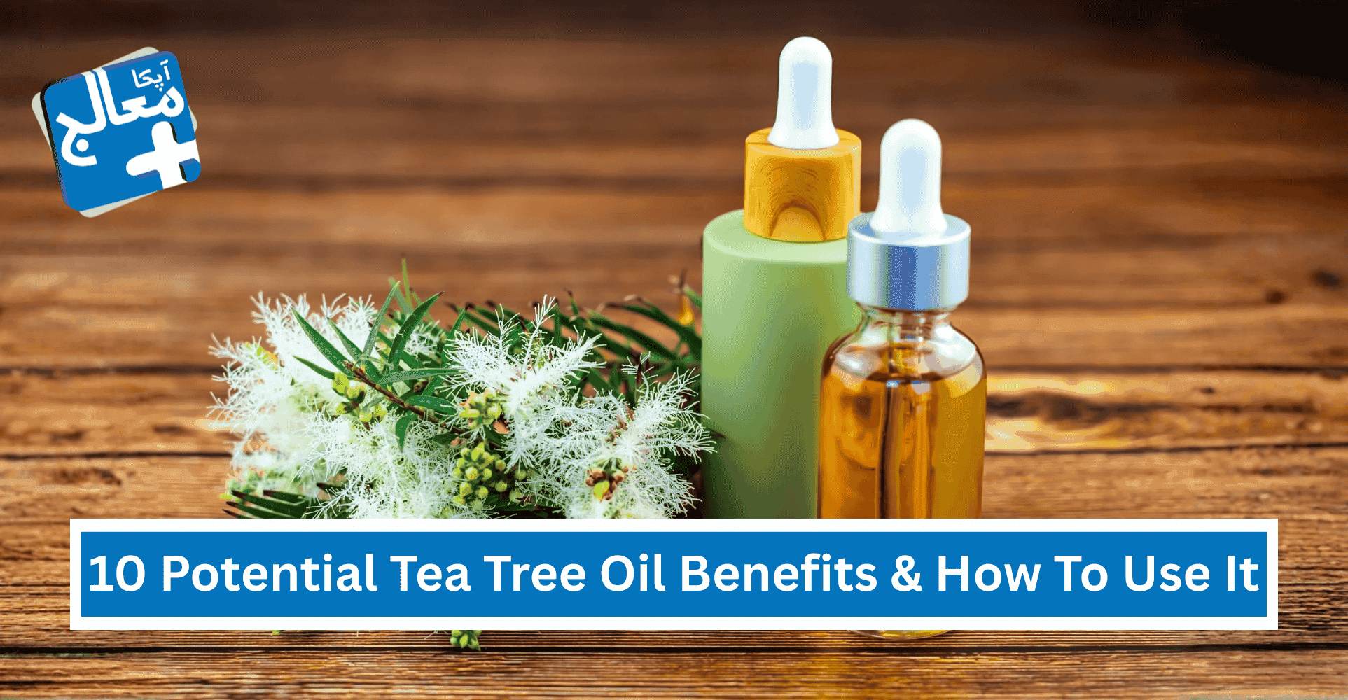 10 Potential Tea Tree Oil Benefits & How To Use It | Apka Muaalij 10 Potential Tea Tree Oil Benefits & How To Use It | Apka Muaalij