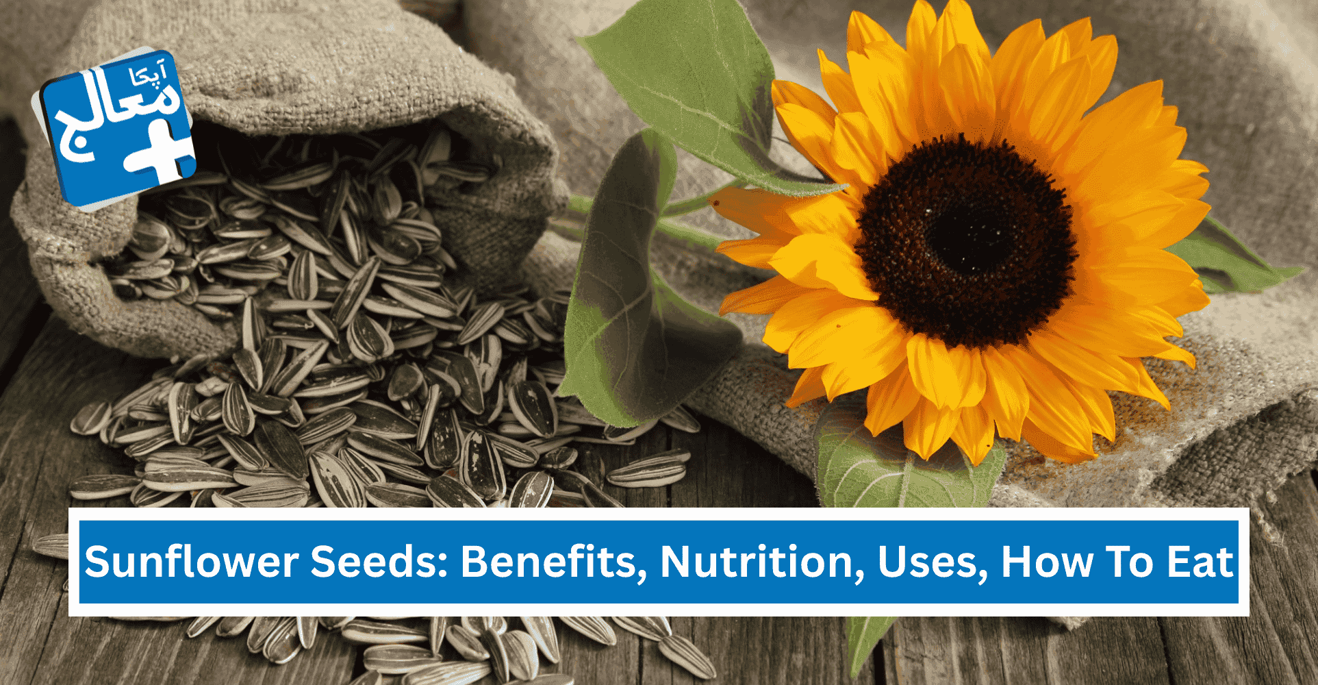 Sunflower Seeds: 16 Health Benefits, Nutrition, Uses, How to Eat | Apka Muaalij Sunflower Seeds: 16 Health Benefits, Nutrition, Uses, How to Eat | Apka Muaalij